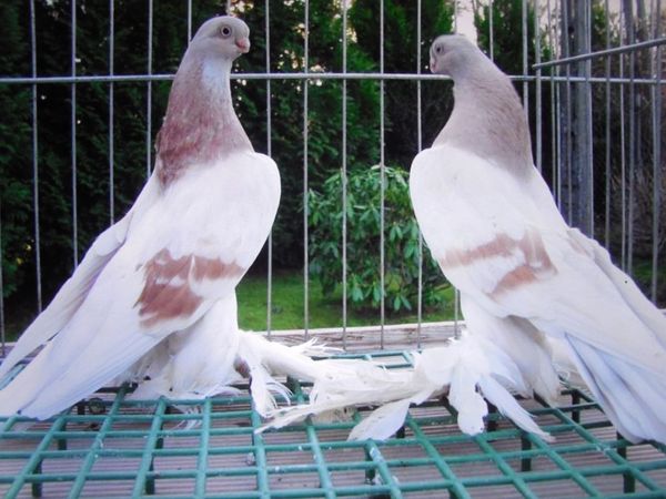 Какие бывают виды Армавирских голубей