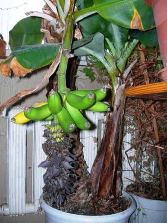 Тропики в вашем доме - как вырастить банан