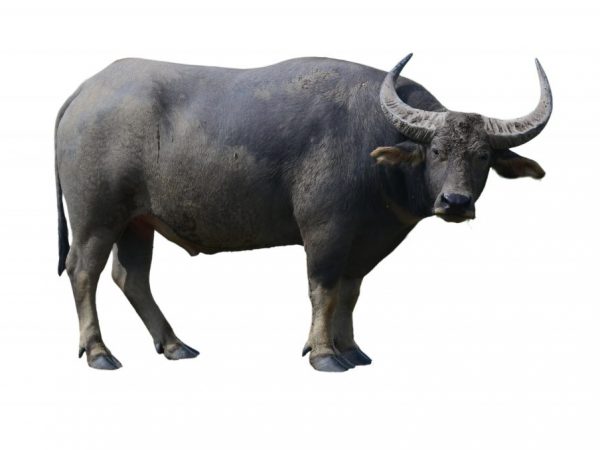 Разновидности буйволов