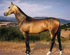 Буланая масть лошади: описание фото