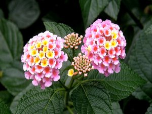 Экзотический цветок лантана: уход за растением, размножение