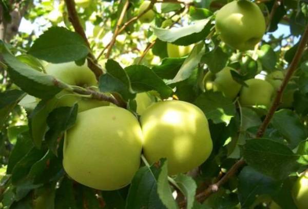Особенности сорта яблони «Голден Делишес»
