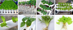 Выращивание зелени в домашних условиях на гидропонике