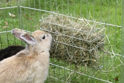Узнаем чем и как кормят кроликов в домашних условиях
