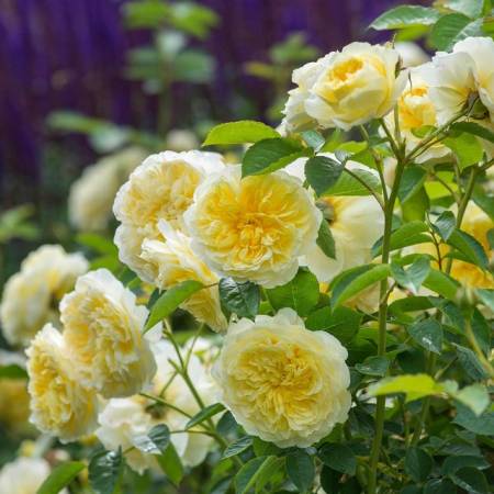 Особенности выращивания розы Пилигрим