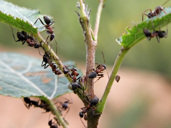 Как избавиться от муравейника на участке: различные методы отпугивания и уничтожения вредителей