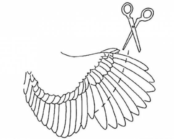 Как правильно подрезать курам и петухам и другим домашним птицам крылья