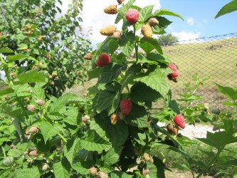 Малина Крепыш: преимущества и особенности выращивания малинового дерева