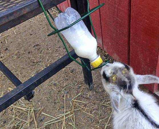 Как правильно кормить козу