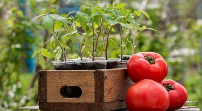 Лучшие сроки для пикировки помидоров: когда сажать рассаду, чтобы получить хороший урожай