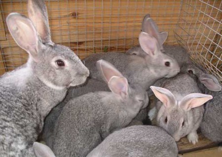 Чем болеют кролики и как их лечить