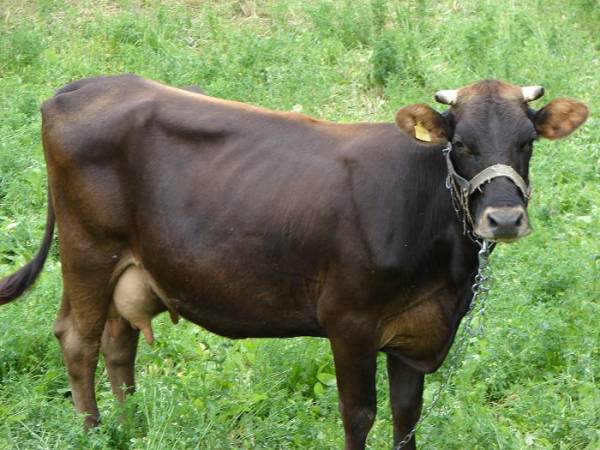 Бурая молочная латвийская порода коров