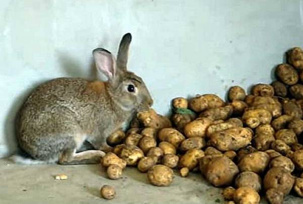 Можно ли кроликам давать сырой картофель