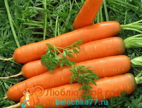 Посадка моркови весной – советы для щедрого урожая