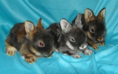 Принципы содержания и ухода за новорожденными крольчатами