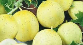 Хрустальное яблоко, или огурец-лимон