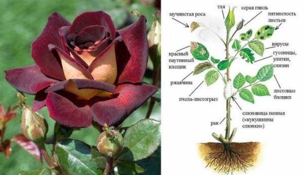 Описание и методы борьбы с вредителями роз