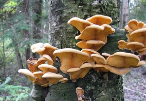 Съедобные грибы, растущие на деревьях и пнях