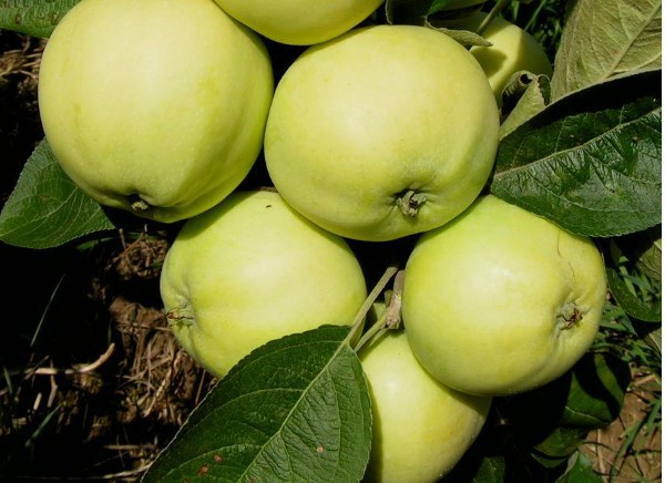 Самый распространенный в Европе сорт яблонь - Папировка