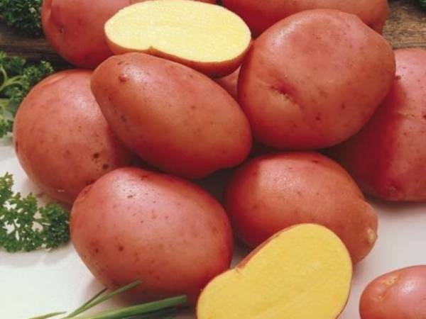 Лучшие сорта картофеля для Сибири: делаем правильный выбор