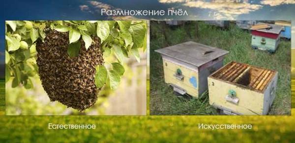 Размножение пчелиных семей: искусственные и естественные формы