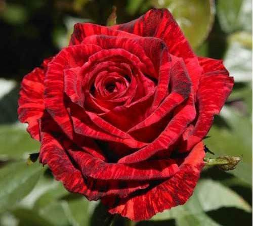 Розы Ред интуишн и Пинк интуишн: крупноцветковые сорта с экстравагантным окрасом