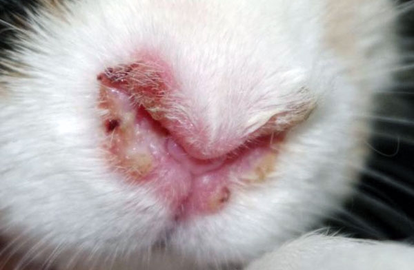 Три вида ринита у кроликов: лечение и профилактика