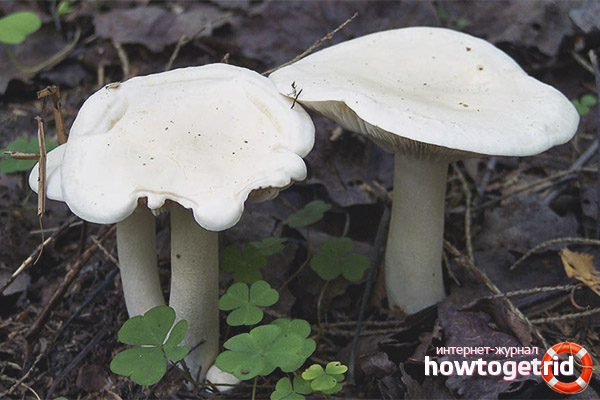 Рядовка белая - описание, где растет, ядовитость гриба