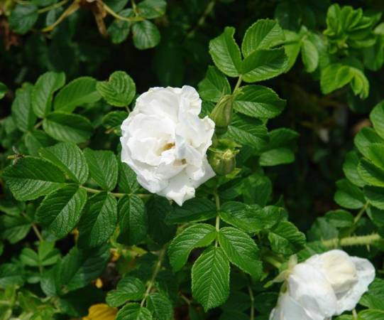 Роза морщинистая: сорта, фото, посадка, уход