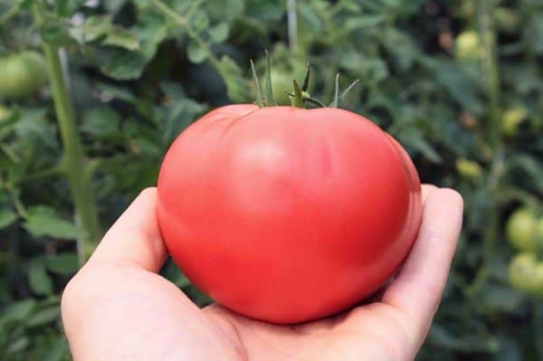 Секреты выращивания томатов Розовый мед