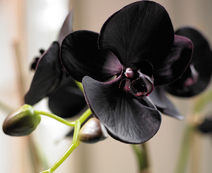 Орхидея Фаленопсис: уход в домашних условиях