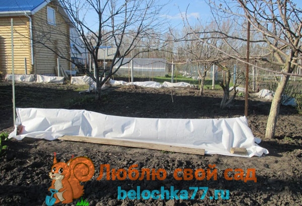 Подготовка винограда к зиме