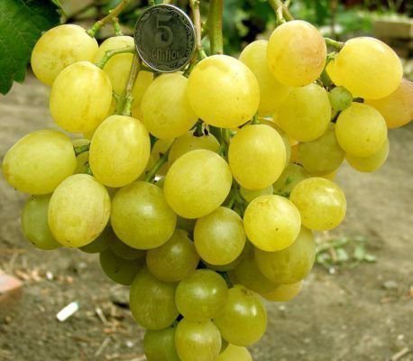 Новейшие гибридные сорта винограда Павловського Е