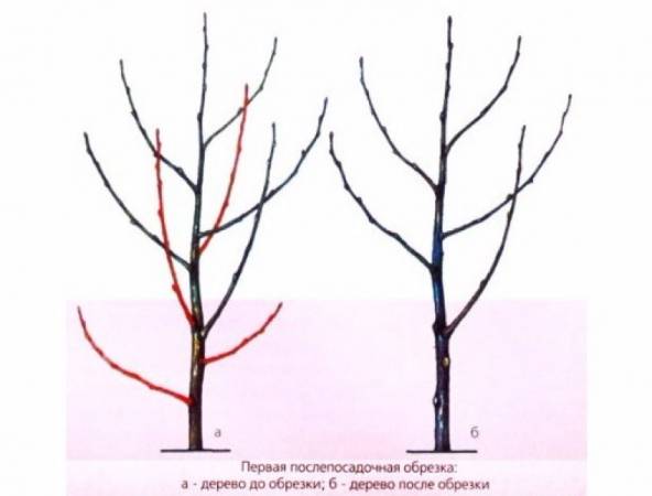 Выращивание войлочной вишни: особенности посадки и ухода за кустовидным деревом