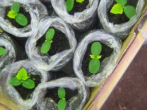 Секреты выращивания рассады кабачков – советы, особенности, рекомендации