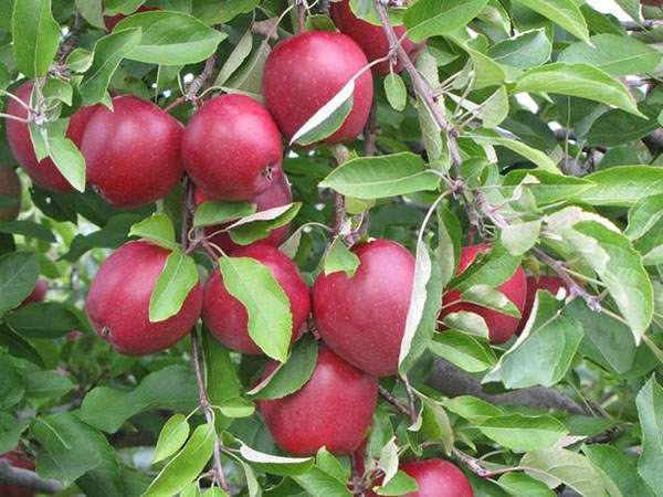 Плодовые деревья для сада - яблоня Глостер