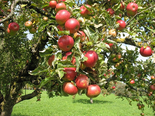 Скороспелая яблоня Орлик в вашем саду