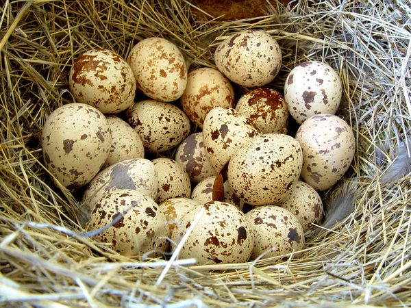 Чем и по каким признакам отличаются перепелиные яйца от куриных